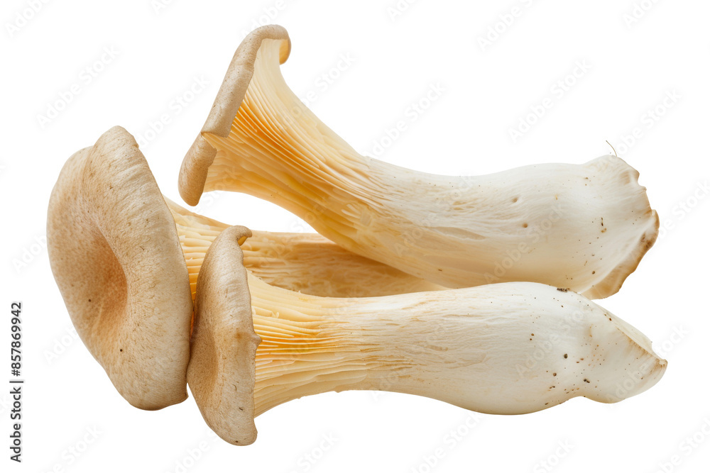 Pile of King Oyster or trumpet Mushroom isolated on background, fungi with high nutrients and protein. Pile of King Oyster or trumpet Mushroom isolated on background, fungi with high nutrients and protein.