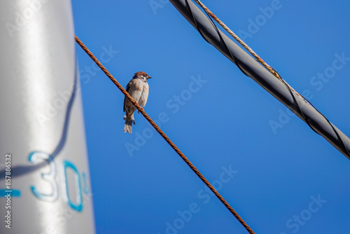 水辺にいる可愛いスズメ（スズメ科）。

日本国静岡県伊豆半島賀茂郡南伊豆町中木から渡し船で渡るヒリゾ浜にて。
2022年9月撮影。


Lovely Tree Sparrow (Passer montanus : family comprising sparrows) at the water's edge.
 photo