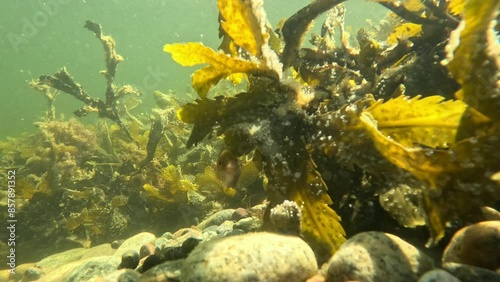 Little Goldsinny wrasse fish and Kelp in Motion Underwater Saltwater