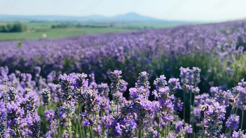 Bees fly between purple lavender flowers in a field in the Czech Republic Bees fly between purple lavender flowers in a field in the Czech Republic