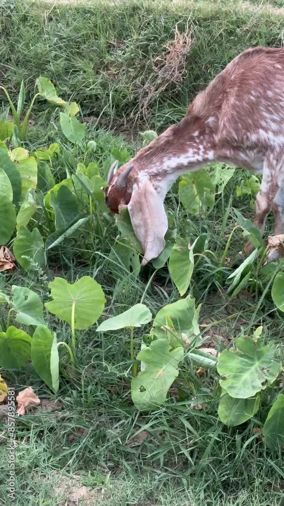 Brown goat eating grass at a field Brown goat eating grass at a field