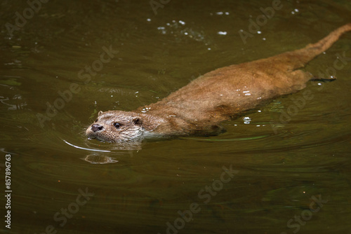 European river otter, Lutra lutra, swimming and hunting in clear water. Endangered fish predator in nature. Adorable fur coat animal with long tail. Wild animal in brook. Habitat Europe, Asia.