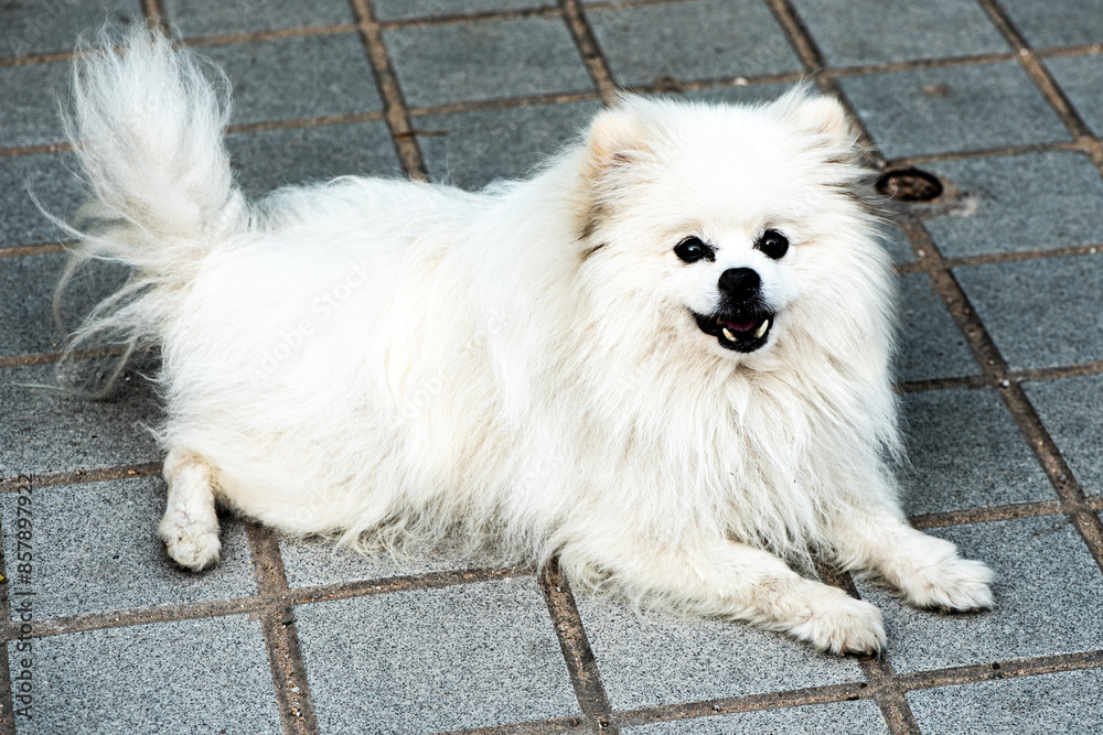 Close up of a cute white fur dog Close up of a cute white fur dog
