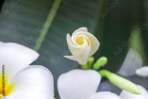 Pure white frangipani flowers Cut the green-gray background.