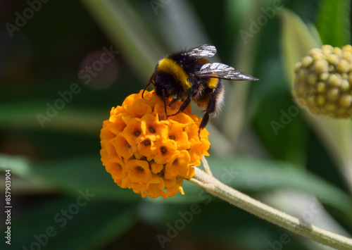 A bumblebee pollinates an orange ball tree flower (Buddleja globosa).