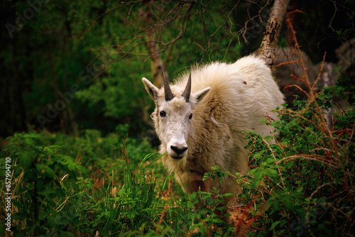 Mountain Goat on the Rocky Hill along Needles Highway at Custer State Park in Black Hills Country, South Dakota photo