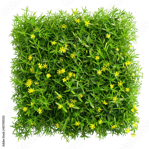 Dense Patch of Green Grass with Yellow Flowers photo