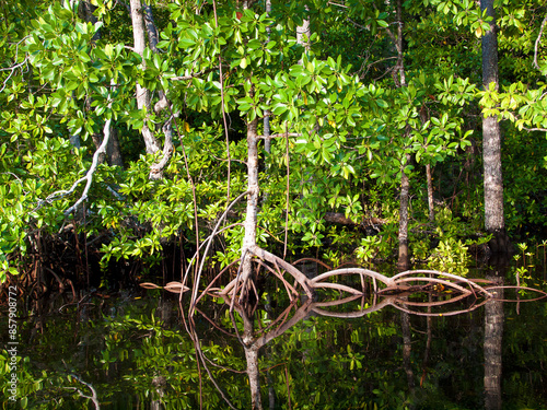 Mangroves - so important for coastal protection! Lush green mangroves line this stretch of coast in Raja Ampat in Indonesia. The leaves and prop roots are reflected on the calm water surface.