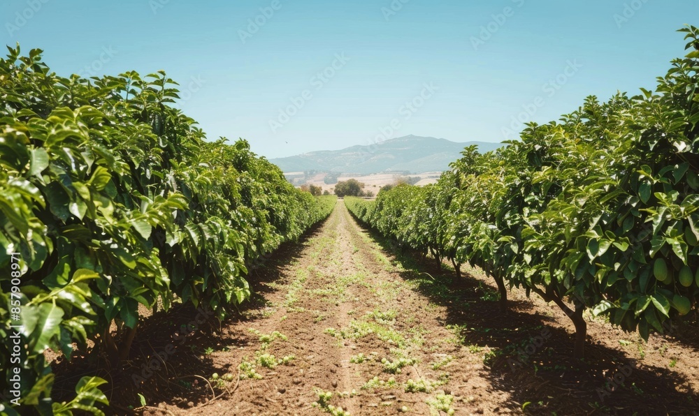 A serene avocado farm landscape under a clear blue sky, featuring rows of lush green trees stretching into the distance A serene avocado farm landscape under a clear blue sky, featuring rows of lush green trees stretching into the distance