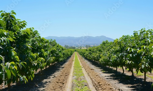 A serene avocado farm landscape under a clear blue sky, featuring rows of lush green trees stretching into the distance