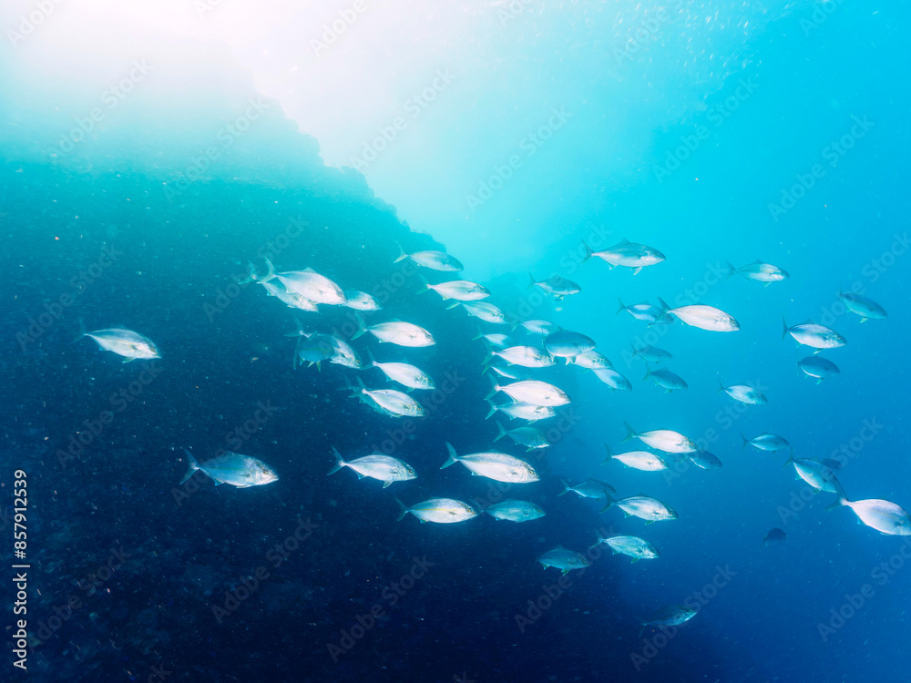 Fototapeta premium キビナゴの大群を襲う迫力あるカンパチとツムブリ(アジ科)の群れ。日本国静岡県伊豆半島賀茂郡南伊豆町中木から渡し船で渡るヒリゾ浜にて。 2022年9月撮影。 Greater Amberjack (Seriola dumerili) and Rainbow Runner (Elagatis bipinnulata) Silver-Stripe Round Herrings (Spratelloid