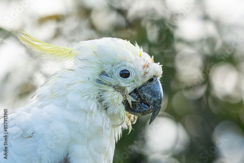 Old Sulphur Crested Cockatoo Detail