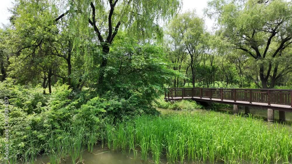Summer of Yeouido Saetgang Ecological Park in Seoul, Korea Summer of Yeouido Saetgang Ecological Park in Seoul, Korea