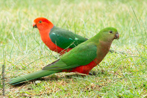 King Parrot Female Green