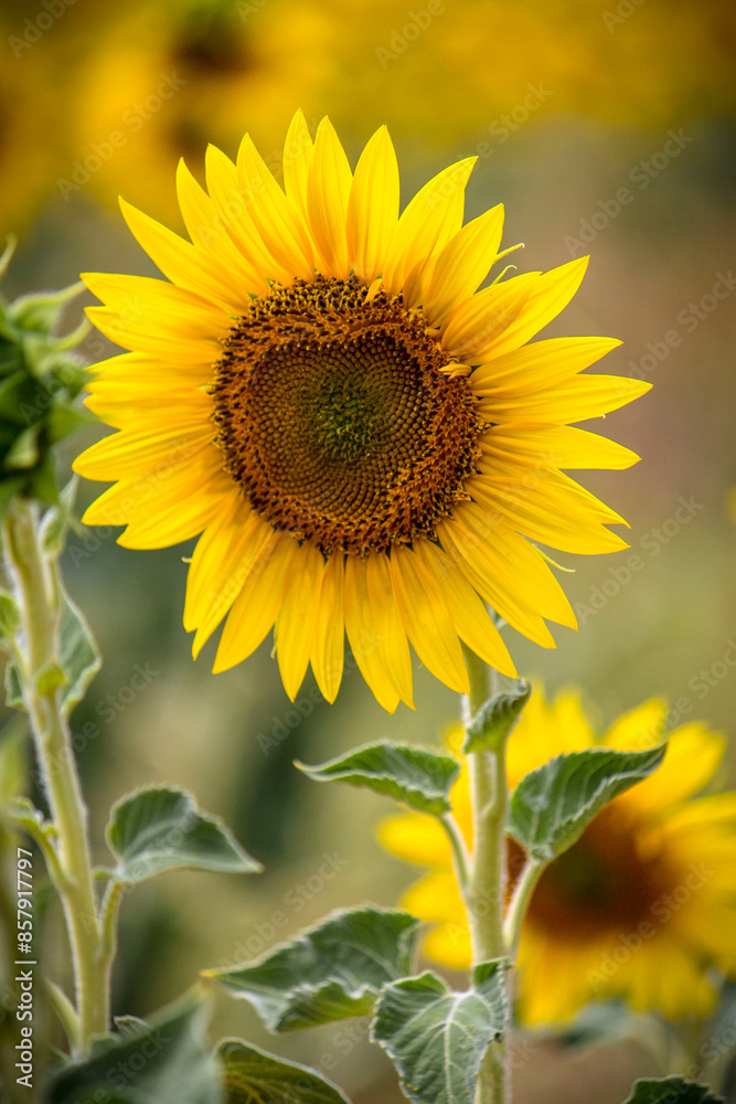 beautiful sunflowers in tuscany countryside beautiful sunflowers in tuscany countryside
