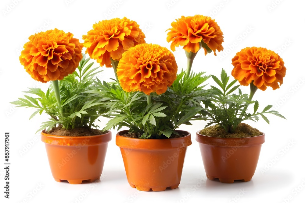 Three Orange Marigolds In Pots Isolated On White Background