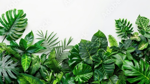 Lush Green Tropical Leaves On White Background © Yana