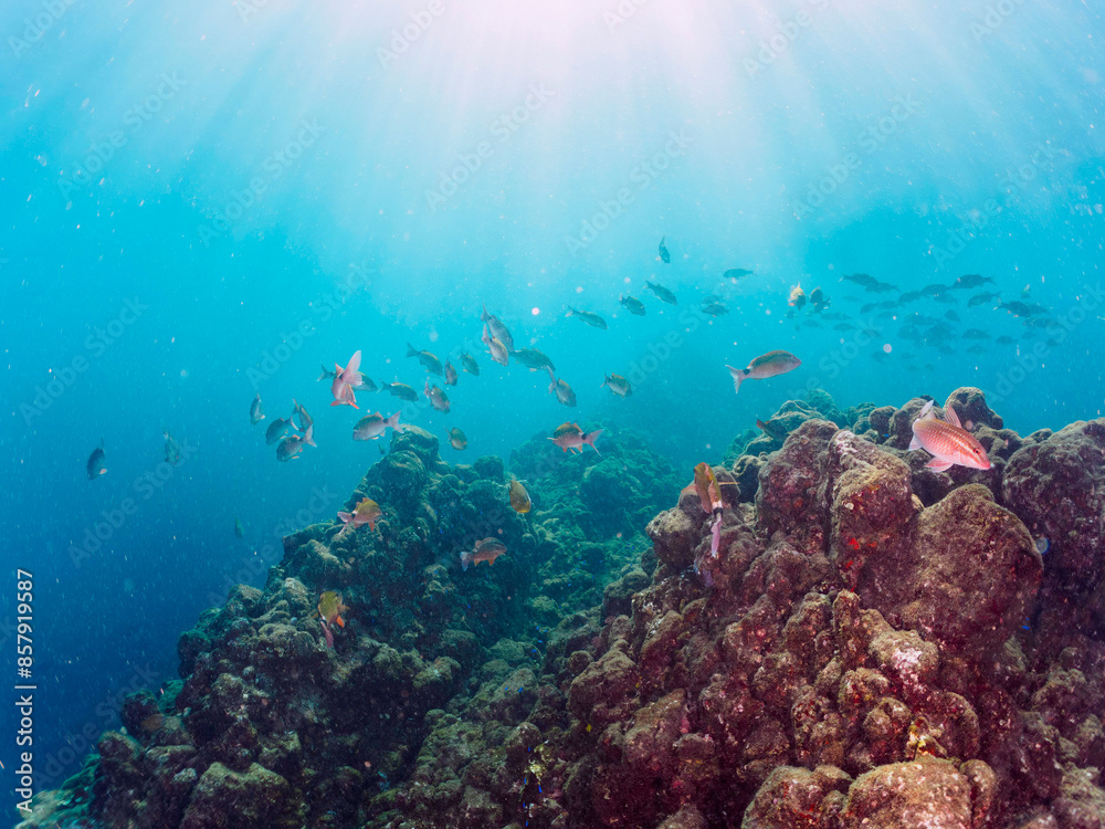 Naklejka premium 美しいメジナ（イスズミ科）、ホウライヒメジ（ヒメジ科）、チョウチョウウオ（チョウチョウウオ科）他の群れ。日本国静岡県伊豆半島賀茂郡南伊豆町中木から渡し船で渡るヒリゾ浜にて。 2022年10月撮影。 Largescale Blackfish (Girella punctata), Whitesaddle goatfish (Parupeneus ciliatus), Oriental Butte