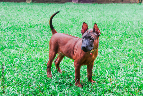 Asian dogs with a loyal personality, specifically the formidable red dog, black mouth hound.