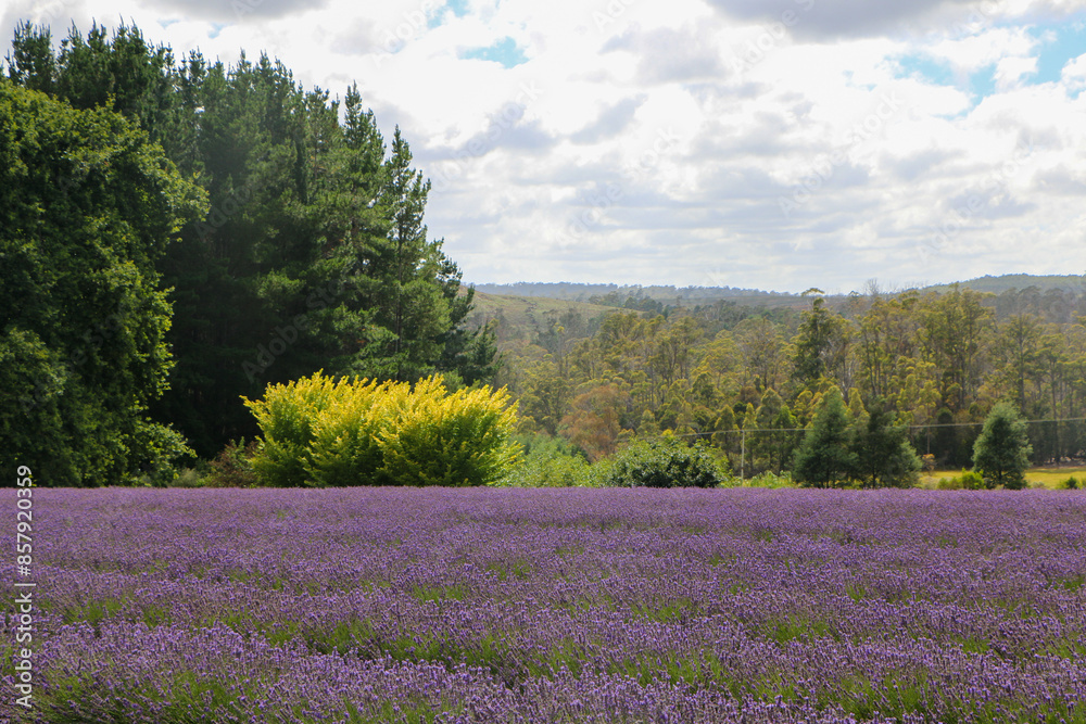 field of lavender field of lavender