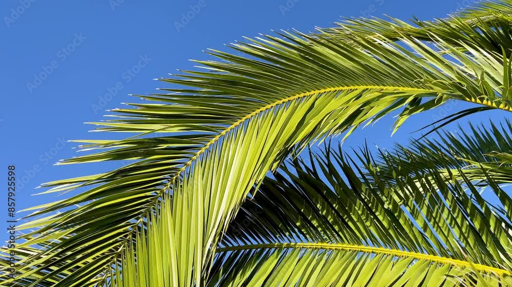 close up on green palm tree branch close up on green palm tree branch