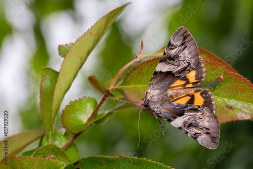 Yellow Bands Underwing moth - Catocala fulminea, beautiful colored moth from European and Asian orchards and woodlans,, Czech Republic. photo