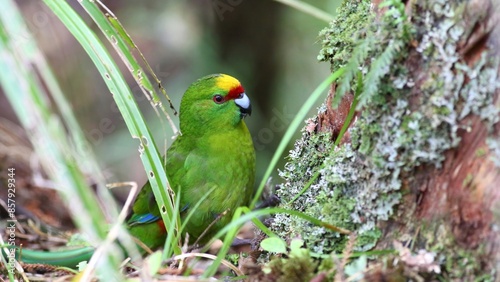 Close-up view of beautiful Yellow-fronted parrot - Poicephalus flavifrons - endemic to New Zealand, foraging on the ground in the forest on Ulva Island, New Zealand