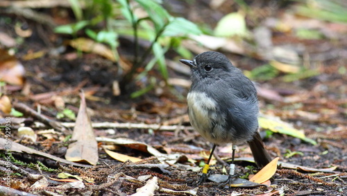 A close-up shot of a New Zealand Robin (Petroica australis) foraging on the forest floor in its natural habitat, at Orokonui Ecosanctuary, Otago, in the South Island, New Zealand, NZ endemic species photo