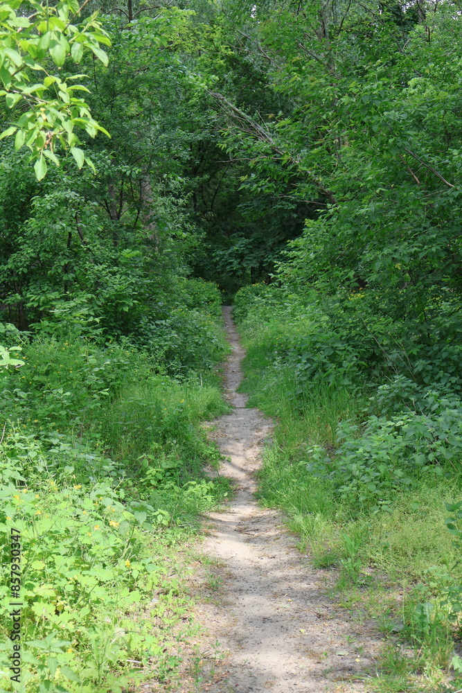 A trodden path leading into a dense forest A trodden path leading into a dense forest