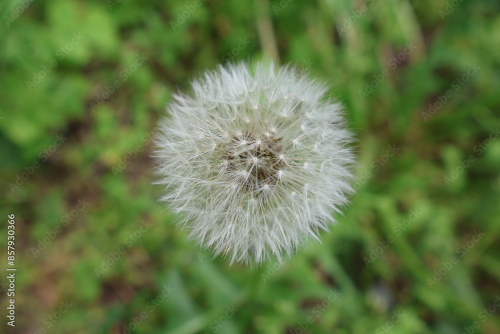 Close up of a white fluffy dandelion on a green grass background Close up of a white fluffy dandelion on a green grass background