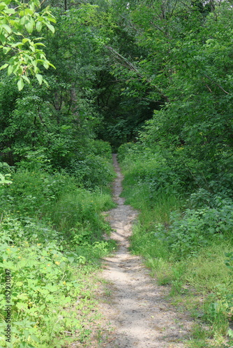 A trodden path leading into a dense forest