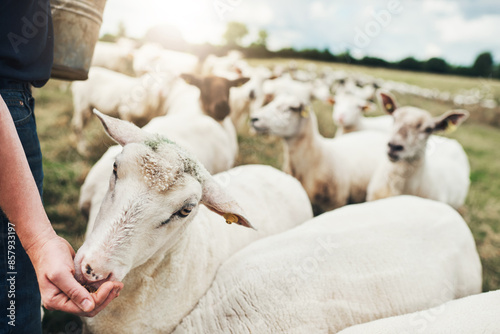 Fototapeta Naklejka Na Ścianę i Meble -  Person field and hand or feeding sheep for nutrition, care and sustainable business in wool production. Growth, development and farmer with animals on grass for eating, countryside and agriculture