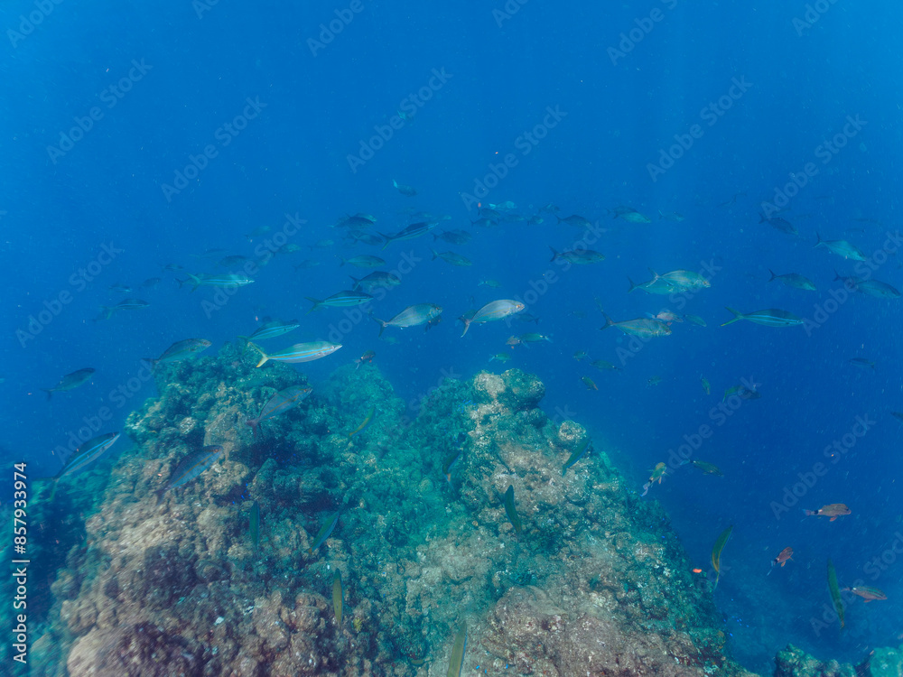 Fototapeta premium キビナゴの大群を襲う迫力あるカンパチとツムブリ（アジ科）の群れ。日本国静岡県伊豆半島賀茂郡南伊豆町中木から渡し船で渡るヒリゾ浜にて。 2022年10月撮影。Greater Amberjack (Seriola dumerili) Rainbow Runner (Elagatis bipinnulata) Silver-Stripe Round Herrings (Spratelloides