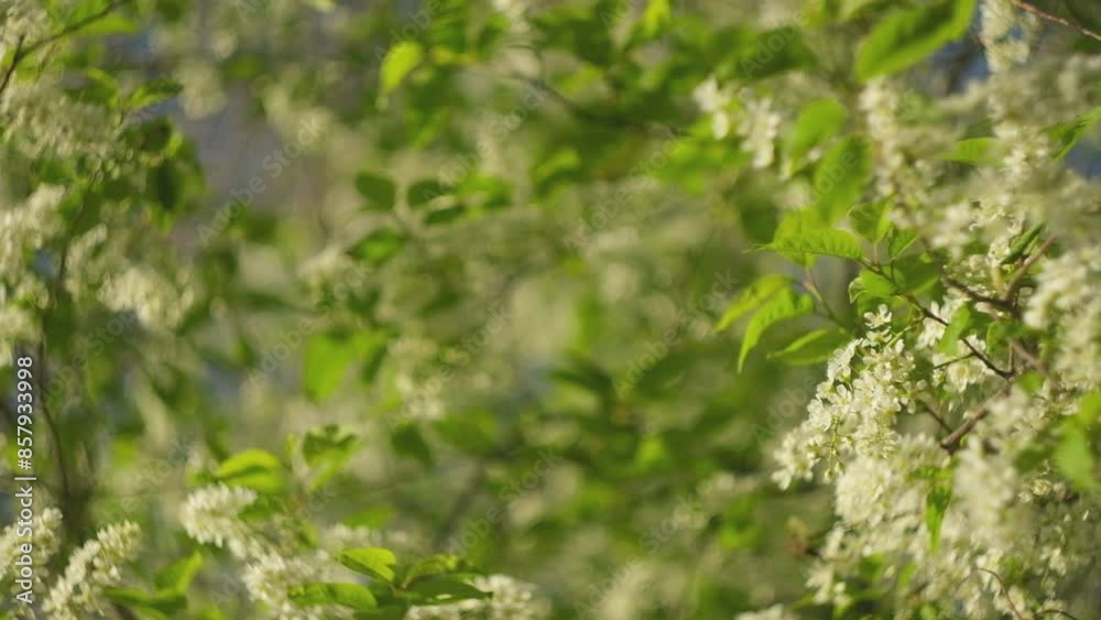 Bird-cherry tree in full bloom. Bird cherry flowers close up on blurred green background. Flowering Prunus Avium Tree with White Little Blossoms. View of a blooming in Spring. Copy space for text.
Bird-cherry tree in full bloom. Bird cherry flowers close up on blurred green background. Flowering Prunus Avium Tree with White Little Blossoms. View of a blooming in Spring. Copy space for text.
