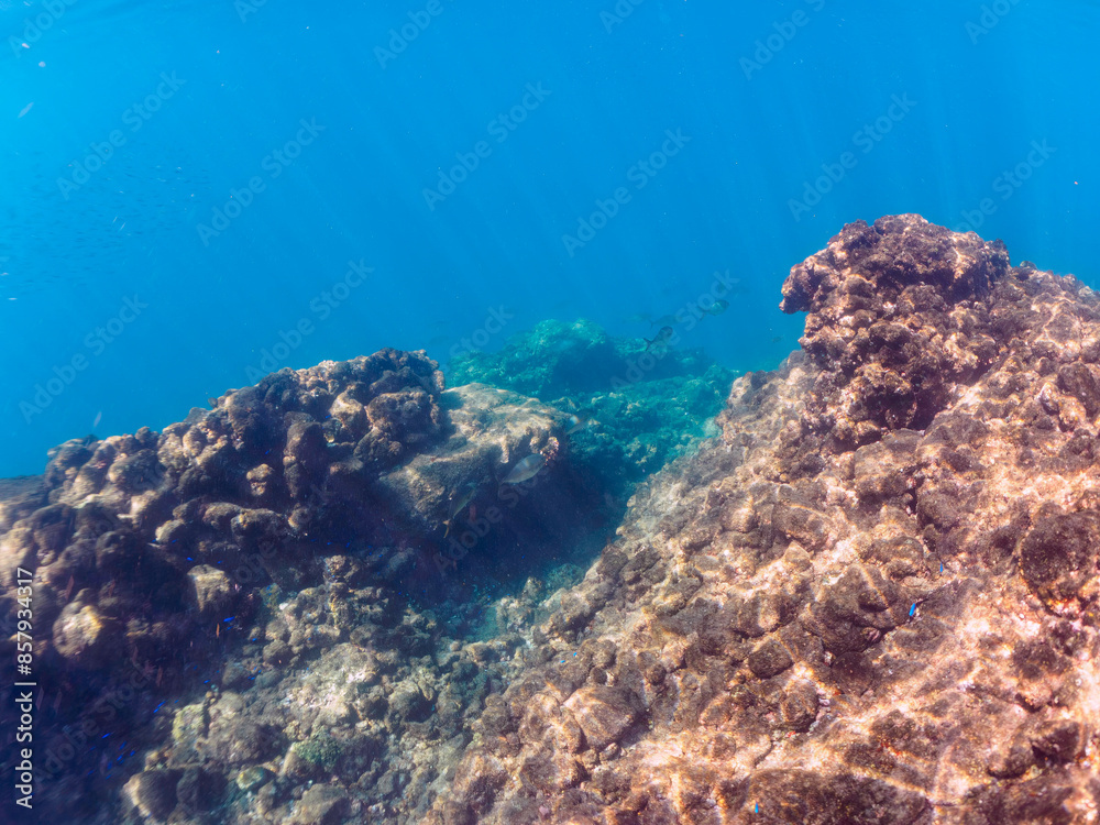 Fototapeta premium キビナゴの大群を襲う迫力あるカンパチとツムブリ（アジ科）の群れ。日本国静岡県伊豆半島賀茂郡南伊豆町中木から渡し船で渡るヒリゾ浜にて。 2022年10月撮影。Greater Amberjack (Seriola dumerili) Rainbow Runner (Elagatis bipinnulata) Silver-Stripe Round Herrings (Spratelloides