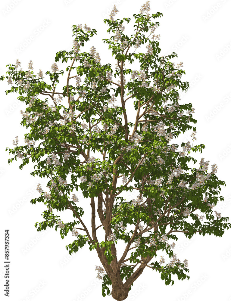 bush multiflorous double shield white blooming hq arch viz plant tree bush multiflorous double shield white blooming hq arch viz plant tree