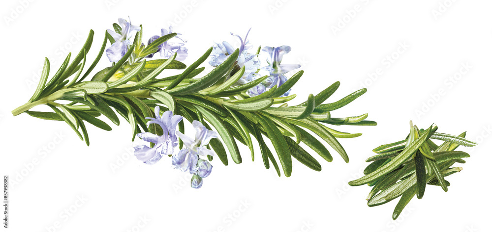 Rosmarin Zweig mit Blüten, Rosmarin blättchen geerntet Rosmarin Zweig mit Blüten, Rosmarin blättchen geerntet