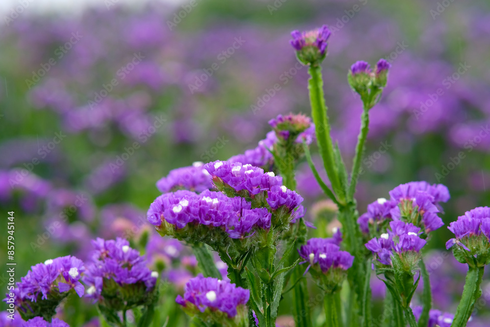 Sea lavender in Northern Blossoms garden in Atok Benguet Philippines.