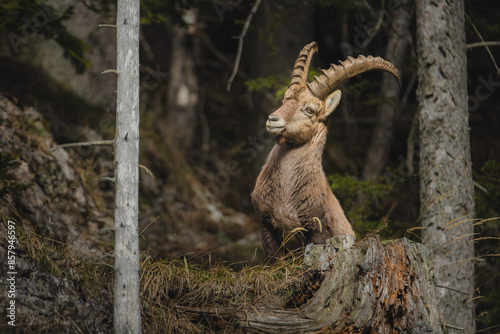 Alpine ibex in a dense forest