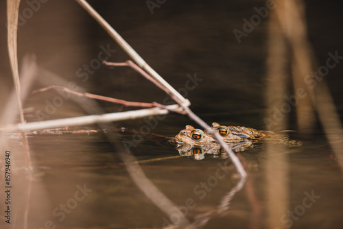 Common toad mating - amplexus photo