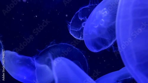 Jellyfish move slowly in the depths of the sea