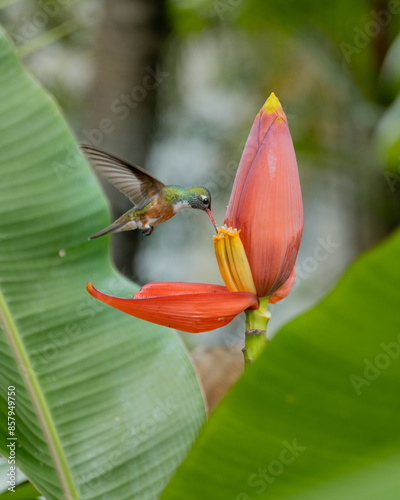 Foto Colibrí