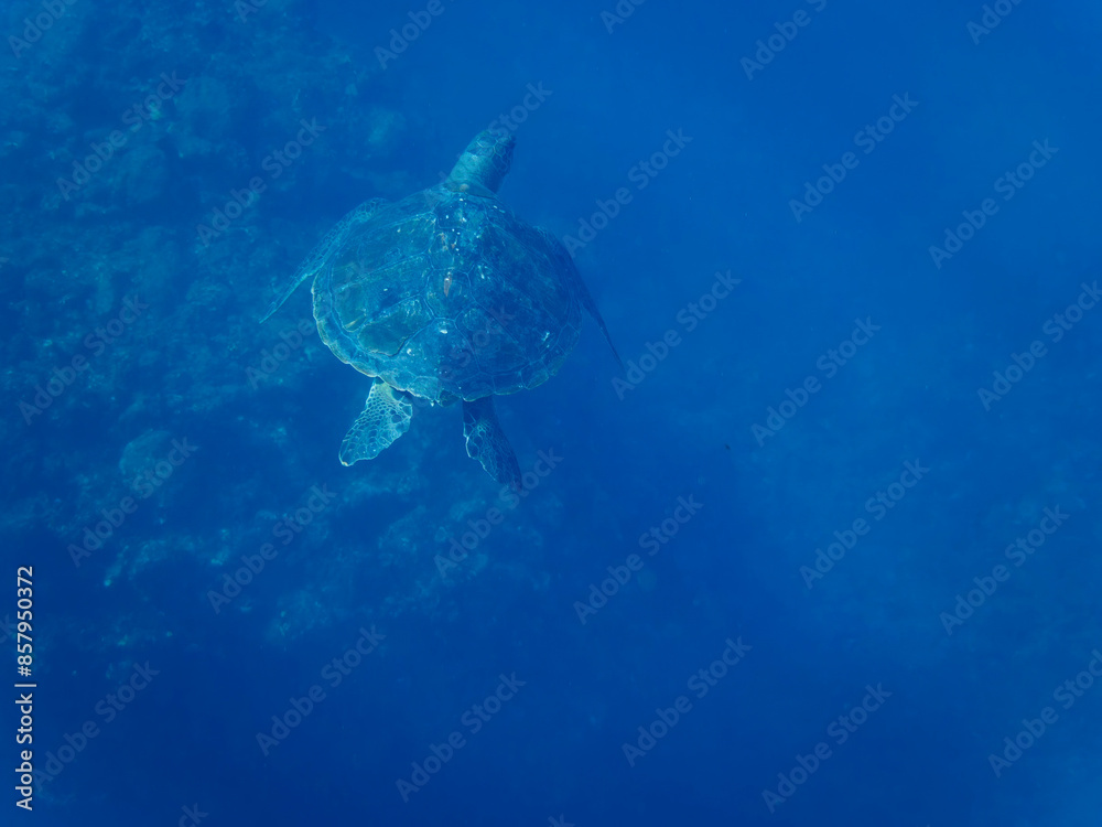 ゆったり泳ぐ美しく大きなアオウミガメ(ウミガメ科)。
日本国静岡県伊豆半島賀茂郡南伊豆町中木から渡し船で渡るヒリゾ浜にて。
2022年10月撮影。
The Beautiful and large green sea turtle (Chelonia mydas, family Turtles) swims leisurely.
ゆったり泳ぐ美しく大きなアオウミガメ(ウミガメ科)。
日本国静岡県伊豆半島賀茂郡南伊豆町中木から渡し船で渡るヒリゾ浜にて。
2022年10月撮影。
The Beautiful and large green sea turtle (Chelonia mydas, family Turtles) swims leisurely.