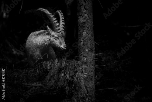 Alpine ibex in a dense forest - black and white