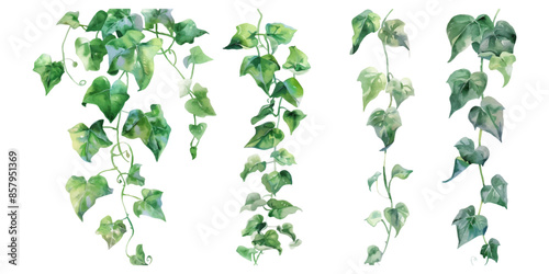 watercolor ivy plants clipart, simple and clean, white background