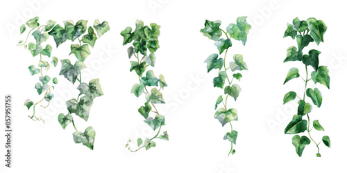watercolor ivy plants clipart, simple and clean, white background