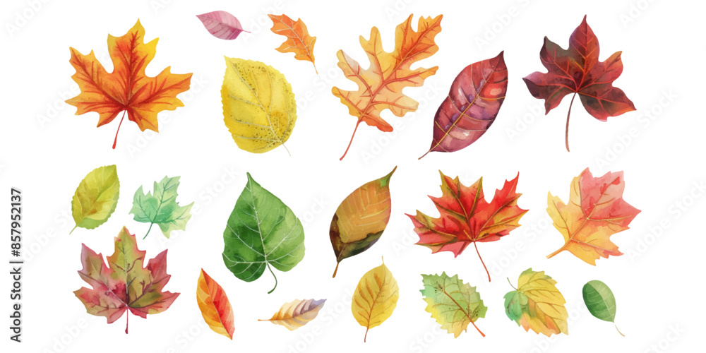A set of watercolor autumn leaves isolated on a white background A set of watercolor autumn leaves isolated on a white background