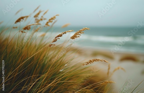 Seagrass Blowing in the Wind on a Sandy Beach