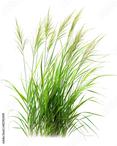 Ornamental Grass Plant © MDNANNU