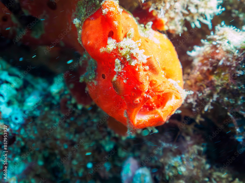 エスカ(触手)を振って小魚を呼び寄せて狩る、可愛いイロカエルアンコウ(カエルアンコウ科)の幼魚。
日本国静岡県伊豆半島賀茂郡南伊豆町中木から渡し船で渡るヒリゾ浜にて。
2022年10月撮影。
A lovely juvenile Painted frogfish (Antennarius pictus) that attracts and hunts small fish by waving エスカ(触手)を振って小魚を呼び寄せて狩る、可愛いイロカエルアンコウ(カエルアンコウ科)の幼魚。
日本国静岡県伊豆半島賀茂郡南伊豆町中木から渡し船で渡るヒリゾ浜にて。
2022年10月撮影。
A lovely juvenile Painted frogfish (Antennarius pictus) that attracts and hunts small fish by waving